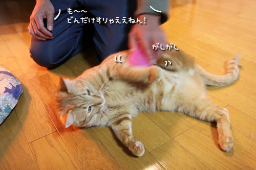 ブラッシングが好きな子寄っといで_d0355333_10564361.jpg