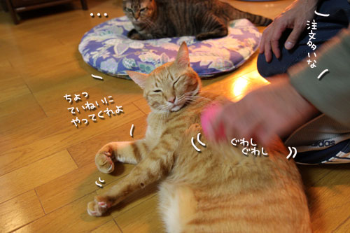 ブラッシングが好きな子寄っといで_d0355333_10564413.jpg