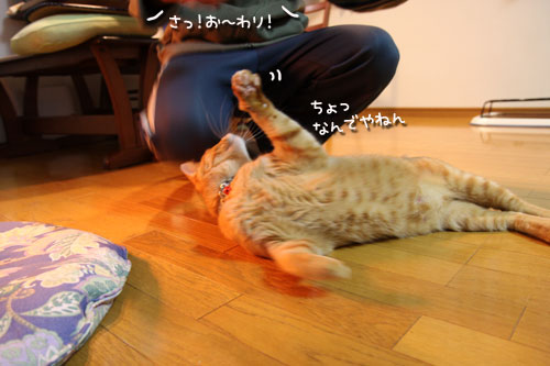 ブラッシングが好きな子寄っといで_d0355333_10564496.jpg