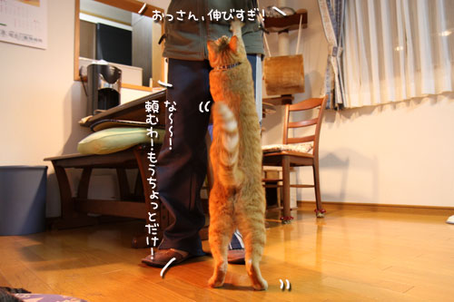 ブラッシングが好きな子寄っといで_d0355333_10564524.jpg