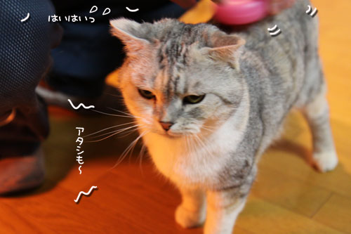スカウトは来ないのかしらね?_d0355333_10564843.jpg