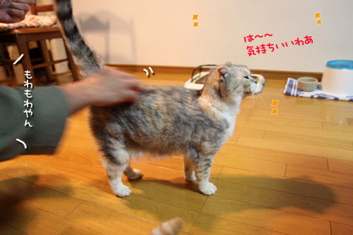 スカウトは来ないのかしらね?_d0355333_10564865.jpg