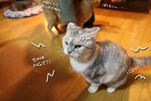 スカウトは来ないのかしらね?_d0355333_10564925.jpg