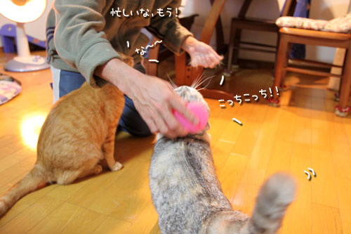 スカウトは来ないのかしらね?_d0355333_10564945.jpg