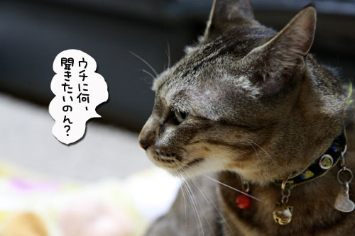猫の日インタビュー_d0355333_10585403.jpg