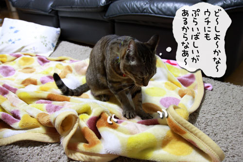 猫の日インタビュー_d0355333_10585466.jpg