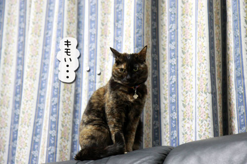 猫の日インタビュー_d0355333_10585526.jpg