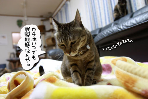 猫の日インタビュー_d0355333_10585556.jpg