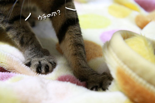 猫の日インタビュー_d0355333_10585564.jpg