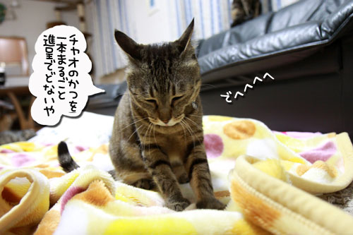 猫の日インタビュー_d0355333_10585565.jpg