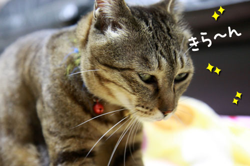 猫の日インタビュー_d0355333_10585592.jpg