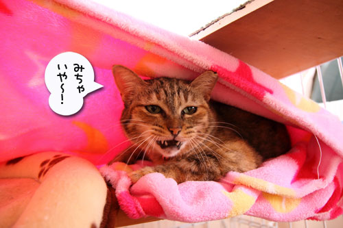 そっとのぞいて見てごらん_d0355333_11002757.jpg