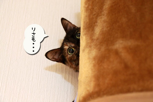 ぼけぼけでも・・・_d0355333_11003072.jpg