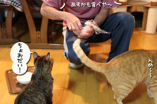 ガシラでにゃんずディナー_d0355333_11003209.jpg