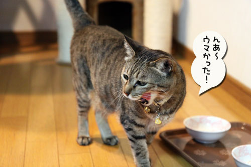 ガシラでにゃんずディナー_d0355333_11003325.jpg