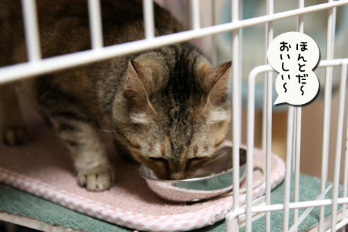 ガシラでにゃんずディナー_d0355333_11003369.jpg