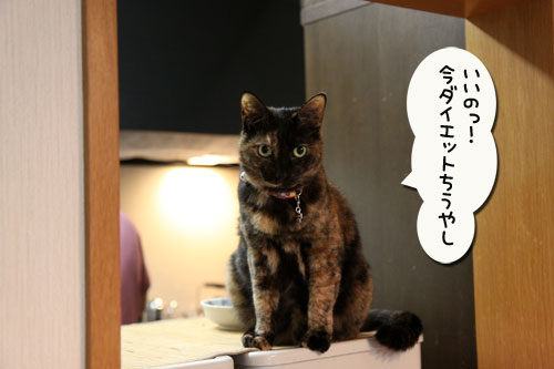 ガシラでにゃんずディナー_d0355333_11003394.jpg