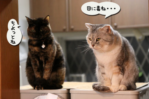 ミヤネ屋に・・・_d0355333_11004177.jpg