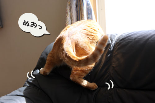 ほっ、とする。_d0355333_11004591.jpg