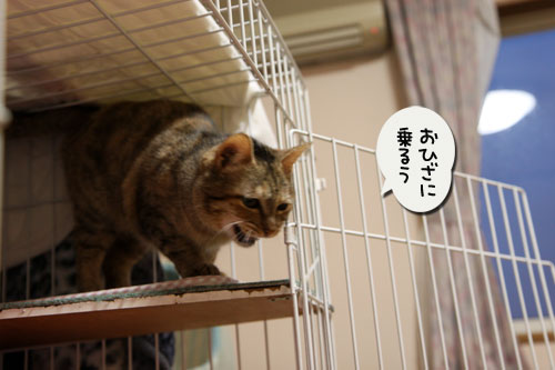 おひざ大好き!_d0355333_11005220.jpg