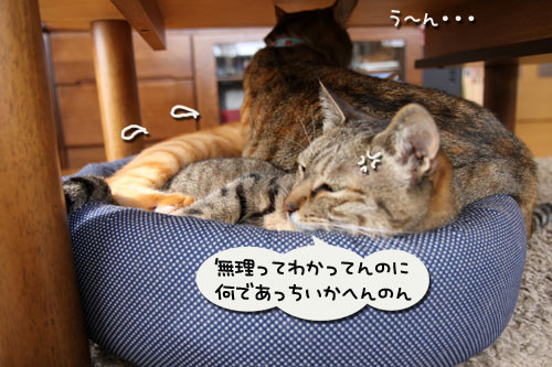 ぎゅうぎゅうみっちり_d0355333_11005389.jpg