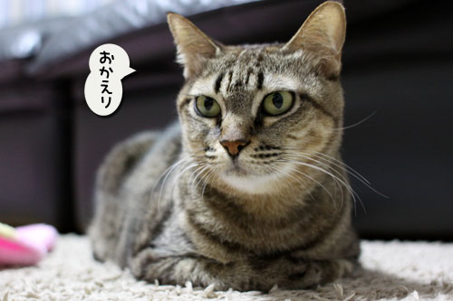 あすかちゃんの作戦_d0355333_11005614.jpg