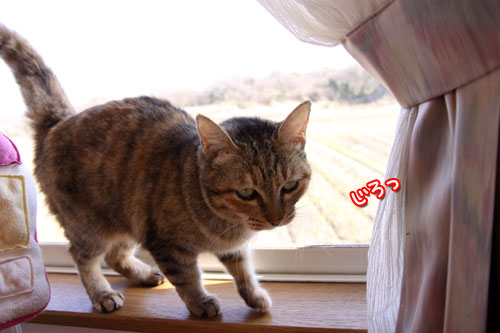 ガン飛ばしと来たら_d0355333_11010291.jpg