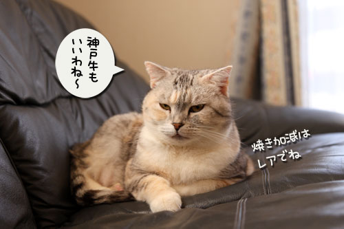 猫自慢写真コンテストのお知らせ_d0355333_11010347.jpg
