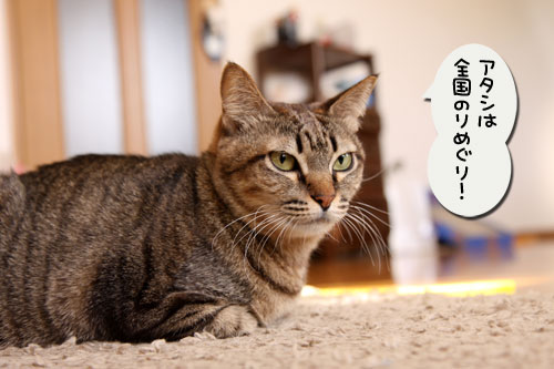 猫自慢写真コンテストのお知らせ_d0355333_11010384.jpg