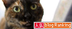 猫自慢写真コンテストのお知らせ_d0355333_11010413.jpg
