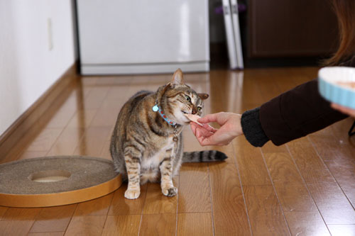 シャッターチャンスはおやつタイム_d0355333_11010586.jpg