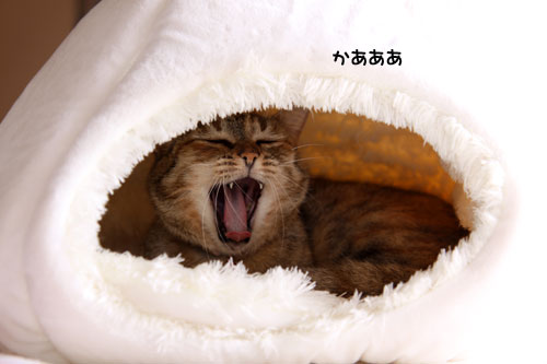 お嬢様はかまくらベッドがお好き_d0355333_11012140.jpg