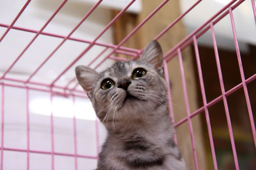 行政収容猫訪問_d0355333_11012295.jpg