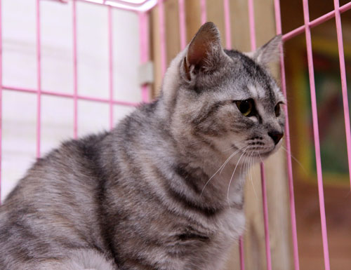 行政収容猫訪問_d0355333_11012437.jpg