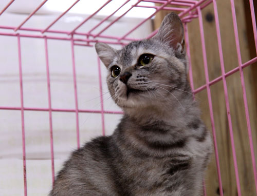行政収容猫訪問_d0355333_11012483.jpg