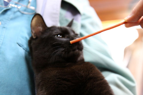 行政収容猫訪問_d0355333_11012731.jpg