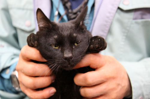 行政収容猫訪問_d0355333_11013027.jpg