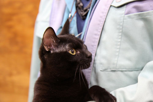 行政収容猫訪問_d0355333_11013176.jpg