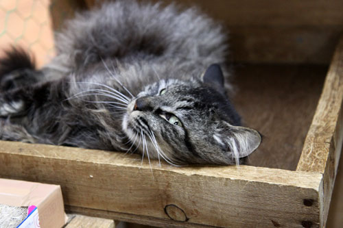 行政収容猫訪問_d0355333_11013294.jpg