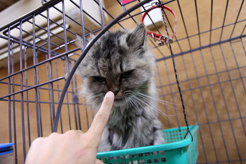行政収容猫訪問_d0355333_11013478.jpg