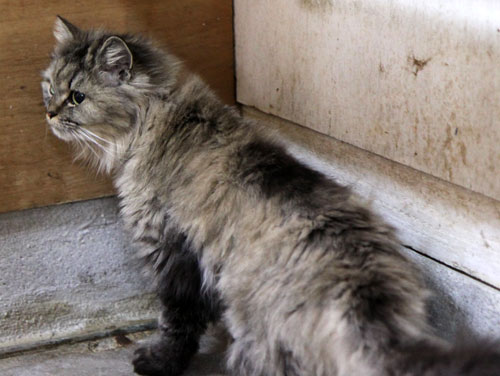 行政収容猫訪問_d0355333_11013504.jpg