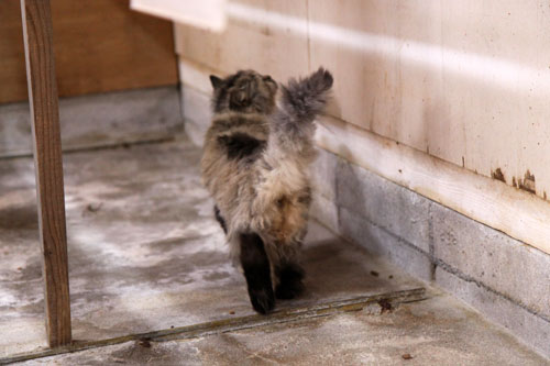 行政収容猫訪問_d0355333_11013509.jpg