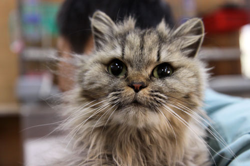 行政収容猫訪問_d0355333_11013637.jpg