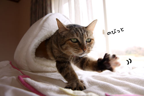 のびっと_d0355333_11013711.jpg