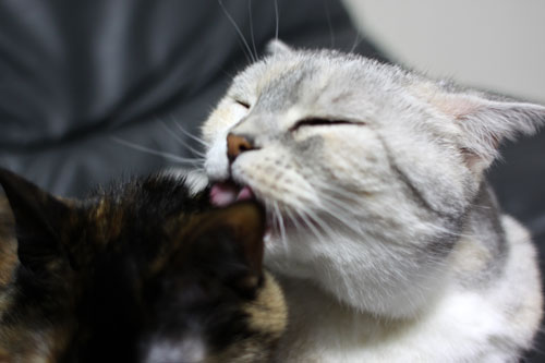 くっつくのがいい_d0355333_11013919.jpg