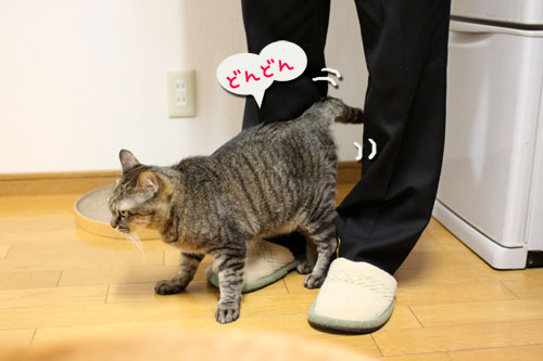 どんどん甘えん坊合戦_d0355333_11015761.jpg