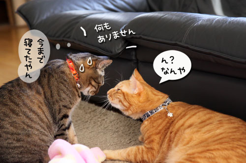 ちゃとらんに隙なし_d0355333_11020120.jpg
