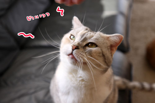 上手な甘え方は_d0355333_11020443.jpg