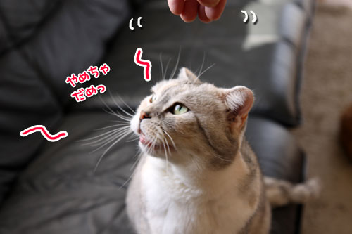 上手な甘え方は_d0355333_11020499.jpg
