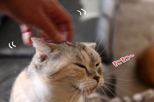 上手な甘え方は_d0355333_11020557.jpg
